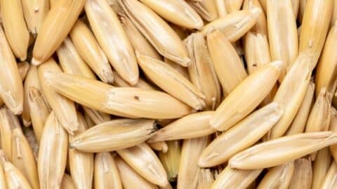 Milch vegan ersetzen 14 hafer für vegane milch