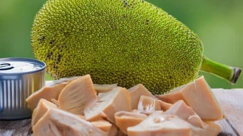 Fleischersatz vegan 20 jackfruit vegan