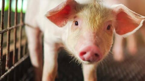 Vegane Ernährung 1 vegan essen schwein