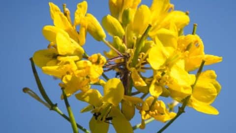 Omega 3 vegan 17 Leuchtend gelbe Raps-Blumn unter blauem Himmel